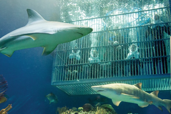 Wonders of Wildlife Aquarium Underwater shark dive